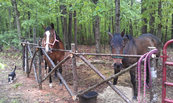 2 horses rescued from Camelot